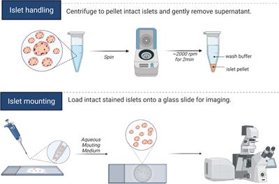 Fluorescence imaging of beta cell primary cilia